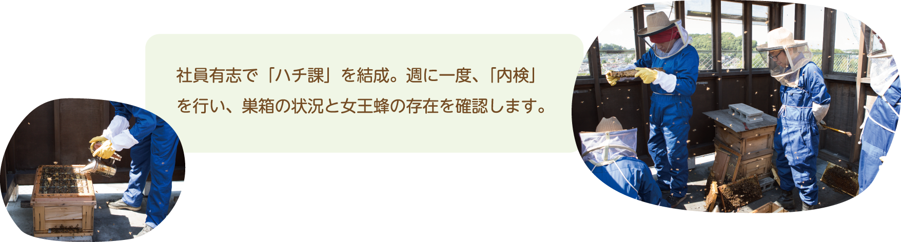 社員有志で「ハチ課」を結成。週に一度、「内検」を行い、巣箱の状況と女王蜂の存在を確認します。