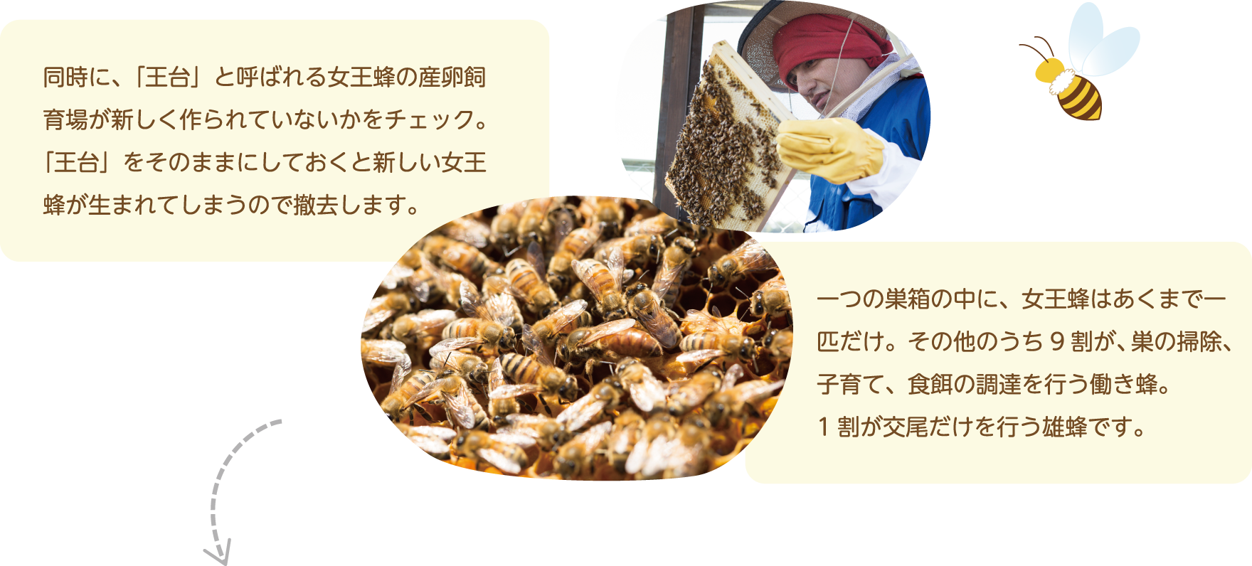 同時に、「王台」と呼ばれる女王蜂の産卵飼育場が新しく作られていないかをチェック。「王台」をそのままにしておくと新しい女王蜂が生まれてしまうので撤去します。一つの巣箱の中に、女王蜂はあくまで一匹だけ。その他のうち9割が、巣の掃除、子育て、食餌の調達を行う働き蜂。
1割が交尾だけを行う雄蜂です。