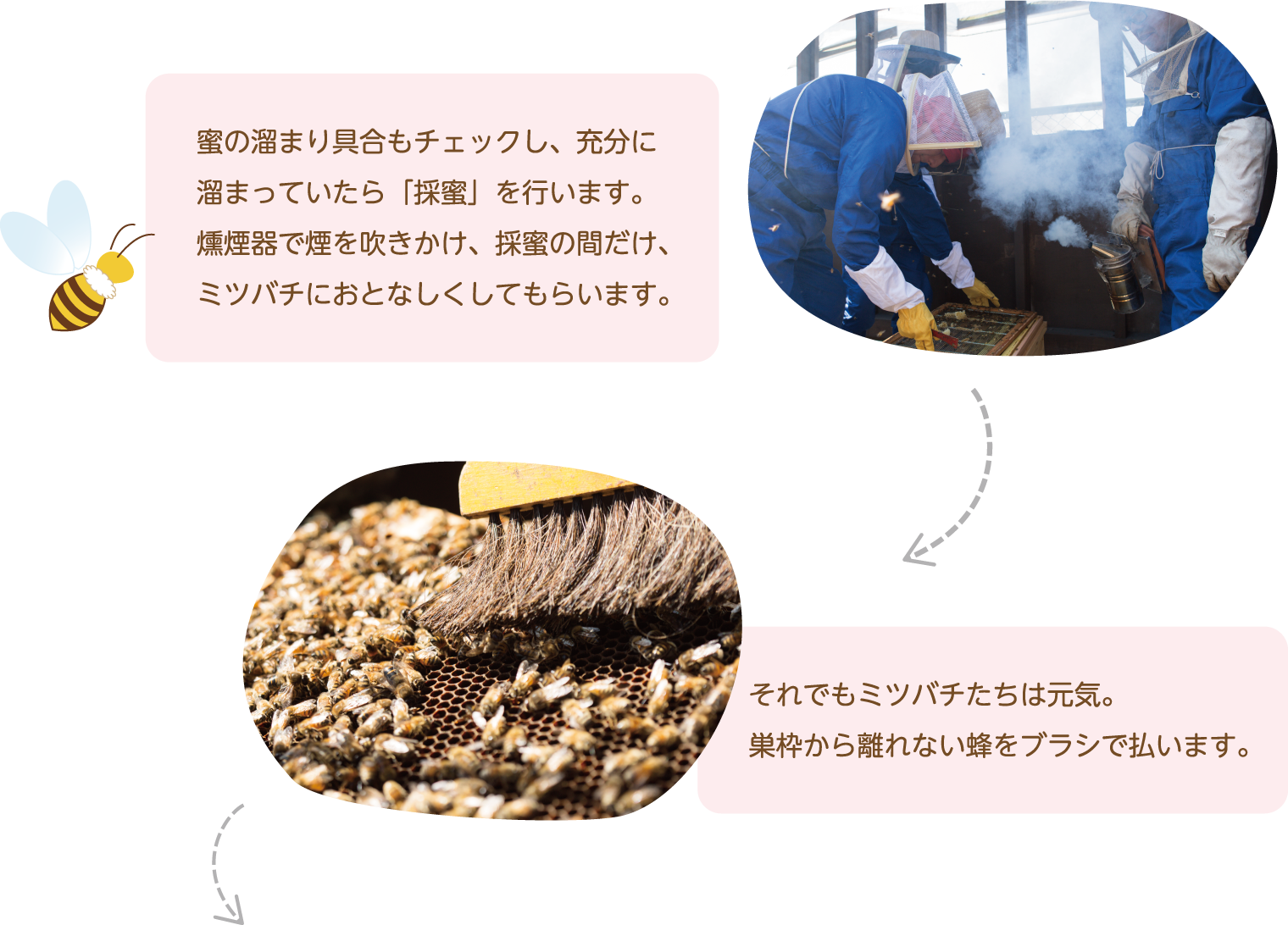 蜜の溜まり具合もチェックし、充分に溜まっていたら「採蜜」を行います。燻煙器で煙を吹きかけ、採蜜の間だけ、ミツバチにおとなしくしてもらいます。それでもミツバチたちは元気。巣枠から離れない蜂をブラシで払います。