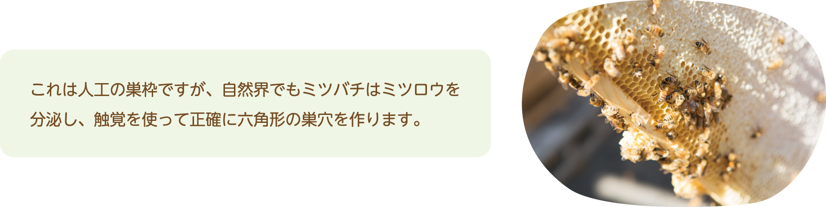 これは人工の巣枠ですが、自然界でもミツバチはミツロウを分泌し、触覚を使って正確に六角形の巣穴を作ります。