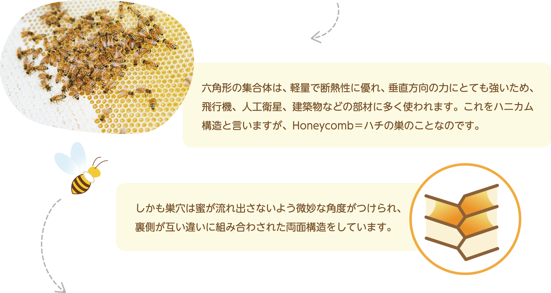 六角形の集合体は、軽量で断熱性に優れ、垂直方向の力にとても強いため、飛行機、人工衛星、建築物などの部材に多く使われます。これをハニカム構造と言いますが、Honeycomb＝ハチの巣のことなのです。しかも巣穴は蜜が流れ出さないよう微妙な角度がつけられ、裏側が互い違いに組み合わされた両面構造をしています。