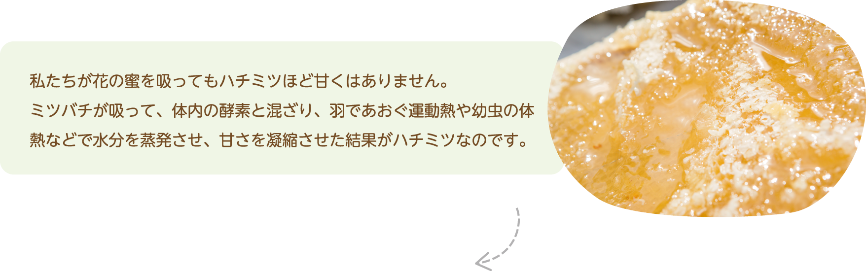 私たちが花の蜜を吸ってもハチミツほど甘くはありません。ミツバチが吸って、体内の酵素と混ざり、羽であおぐ運動熱や幼虫の体熱などで水分を蒸発させ、甘さを凝縮させた結果がハチミツなのです。