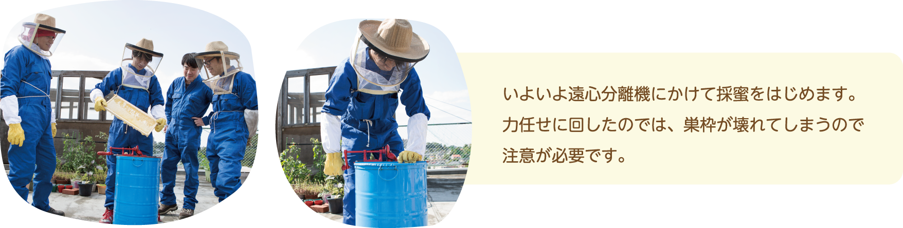 いよいよ遠心分離機にかけて採蜜をはじめます。力任せに回したのでは、巣枠が壊れてしまうので注意が必要です。