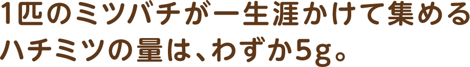 1匹のミツバチが一生涯かけて集めるハチミツの量は、わずか5g。